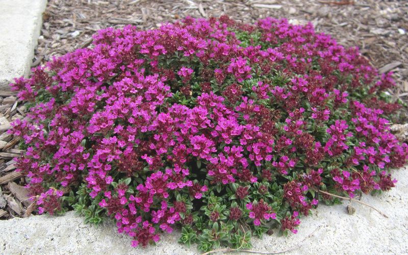 Thymus praecox 'Coccineus'
